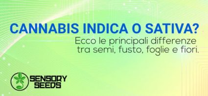 Cannabis indica semi differenza sativa