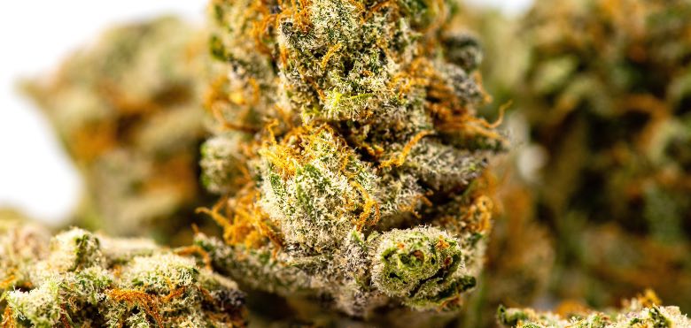 fiore di cannabis con tricomi maturi