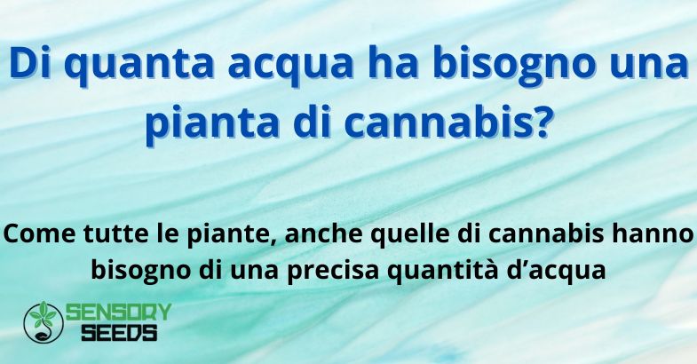 Di quanta acqua ha bisogno una pianta di cannabis?