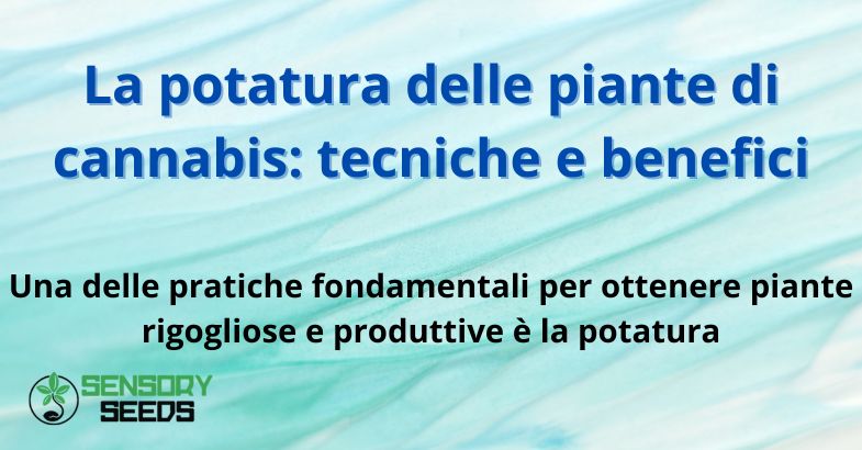 La potatura delle piante di cannabis: tecniche e benefici