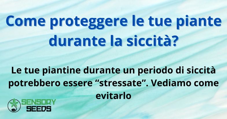 Come proteggere le tue piante durante la siccità?