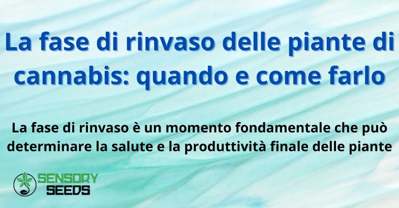 La fase di rinvaso delle piante di cannabis