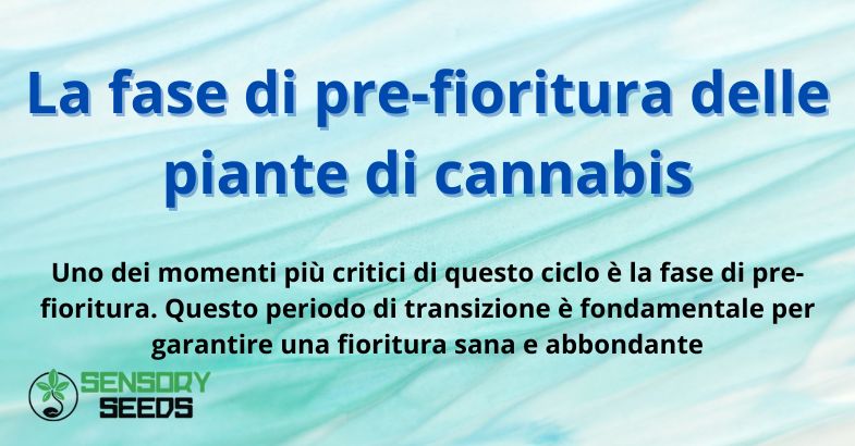 La fase di pre-fioritura delle piante di cannabis