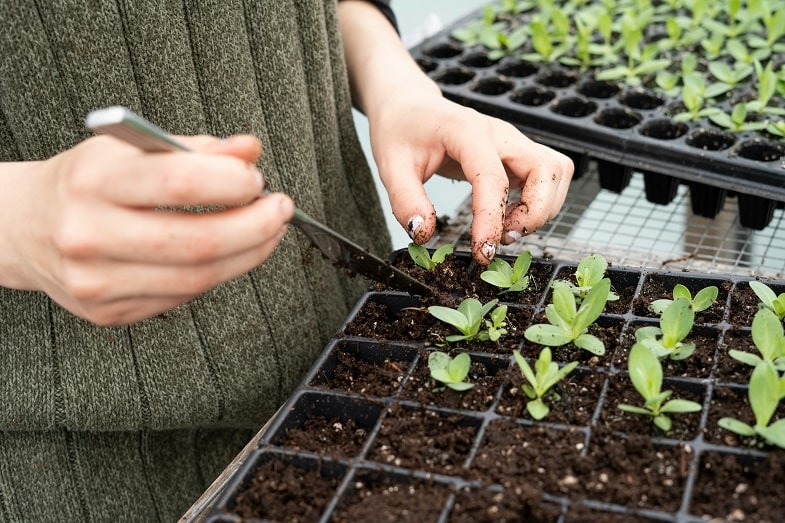 trapianto nelle piante di cannabis