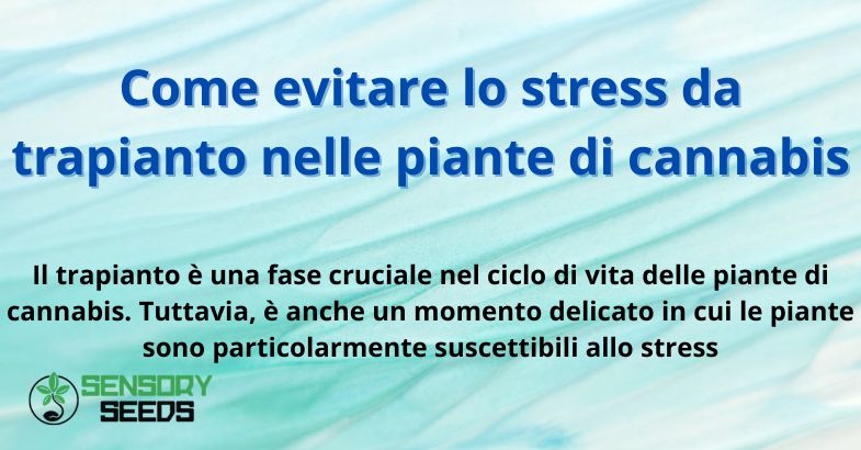 Come evitare lo stress da trapianto nelle piante di cannabis