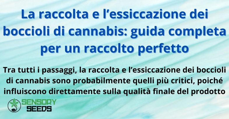 La raccolta e l’essiccazione dei boccioli di cannabis