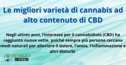 Le migliori varietà di cannabis ad alto contenuto di CBD