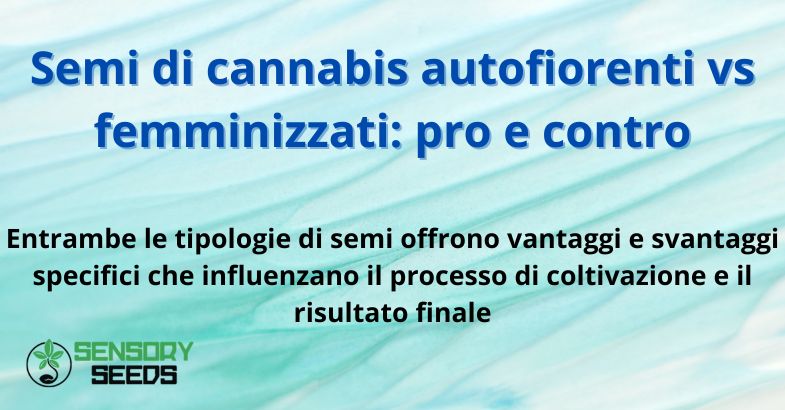 Semi di cannabis autofiorenti vs femminizzati: pro e contro