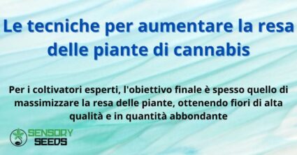 Le tecniche per aumentare la resa delle piante di cannabis