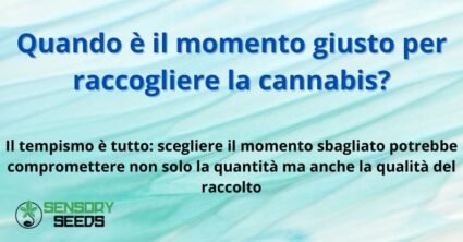 Quando è il momento giusto per raccogliere la cannabis?