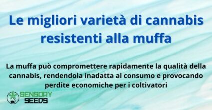 Le migliori varietà di cannabis resistenti alla muffa