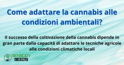 Come adattare la cannabis alle condizioni ambientali?