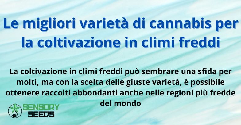 Le migliori varietà di cannabis per la coltivazione in climi freddi