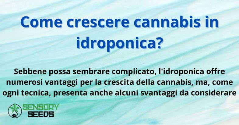 Come crescere cannabis in idroponica?