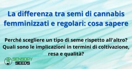 La differenza tra semi di cannabis femminizzati e regolari